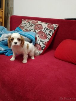 Predam šteniatko kavaliera king chrles spaniela,cavalira - 12