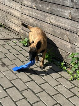 Belgický ovčák Malinois - 12