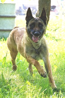 Malinoiska Naomi hledá domov - 12