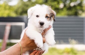 Jack Russell teriér s PP - 12