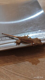 Pagekon řasnatý - mláďata na prodej - 12