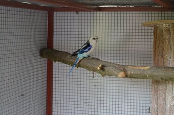 Prodám Rosela pestrá - 12