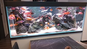 Realizace akvárií na míru – Přírodní, rostlinná i Malawi - 12