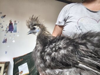 Kohouti a kachna pižmovky - 12