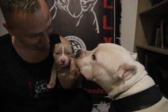 American Bully XL originální původní krev rodokmen ABKC USA - 12