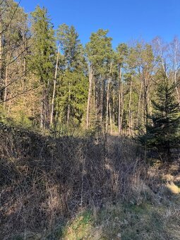 Prodám lesní pozemek v k.ú. Sedlečko u Soběslavě - 12