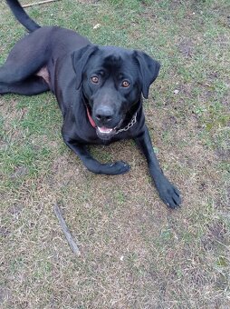 Štěňata labrador - 12