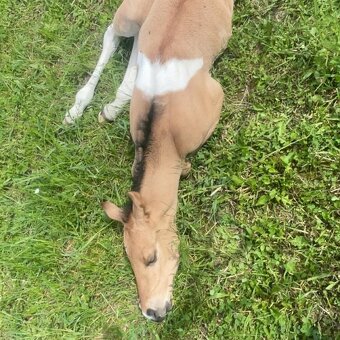 Americký paint horse valášek na prodej - 12