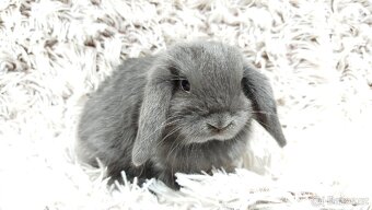 Zakrslý beránek, králíček, králík - KVIDO - 12