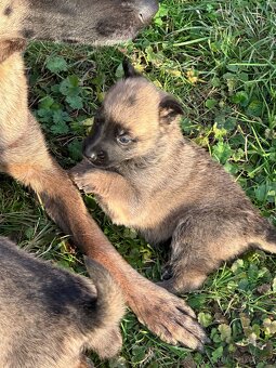 Belgický ovčák Malinois X německy ovčák - 12