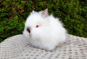 Zakrslý králík, králíček (TEDDY)- ONDŘEJ A OTA - 12
