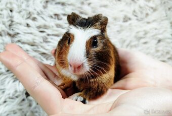 Morče, Morčata, Morčátko, Morčátka - JACOB A JAMES - 12