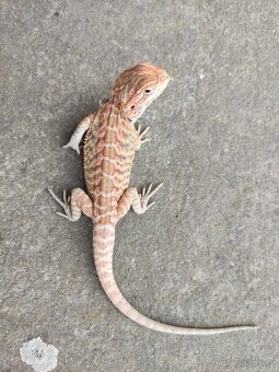 agama vousatá, terárium - 12