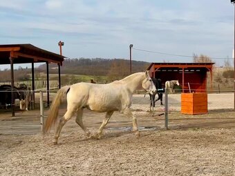 Lusitano valach - 12