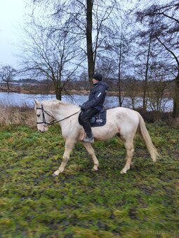 Charakterní a jednoduchý valach - 12