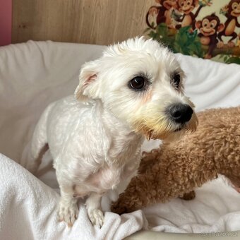 Maltipoo šteniatko, maltezák, pudel - 12