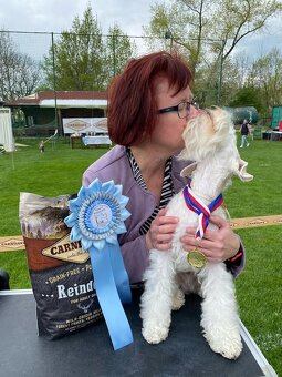 knírač malý bílý - krycí pes - 12