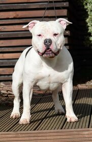 Krytí American Bully standard - 12
