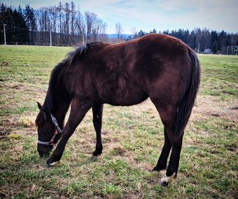 AQH smoky black klisna - 12
