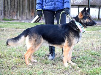 GRACIA K ADOPCI - 3,5 ROKU,KONTAKTNÍ,PŘÁTELSKÁ,HRAVÁ - 12