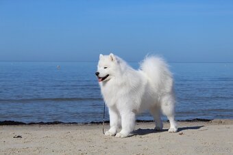 Samojed s PP - psík - 12