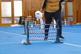 Předvedení králičího hopu - 12