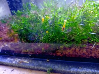 Prodej krevetek a doplňků - 12