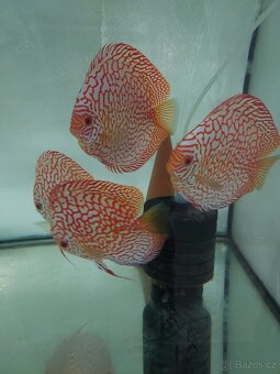 Discus - Terčovec - 12