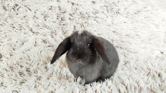 Zakrslý beránek, králíček, králík - ELLA - 12