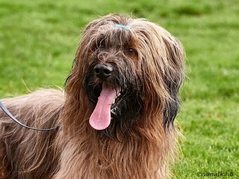 Briard štěňátka s PP - 12
