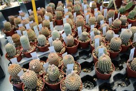 Kaktusy, sukulenty Strážnice - 12