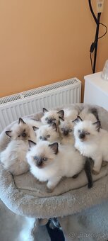 Ragdoll kotatka - 12
