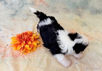 Shih-Tzu štěňatka - rozkošní společníci - 12