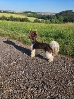 Yorkshire teriér s PP/ krytí - 12