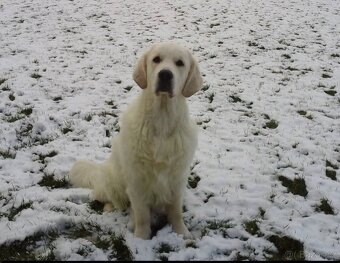 Štěňata zlatého retrívra - 12