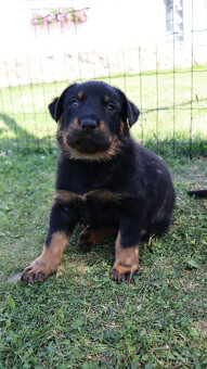 Beauceron - francouzský ovčák -  štěňátka s PP - 12