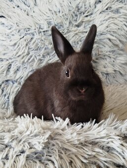 Zakrslý králík - 12