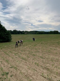 Nabízím ustájení 24/7 v Karviná - Louky - 12
