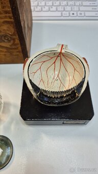 Starožitný model oka, Bock Steger, cca 1880 - 12