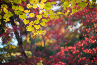 Minolta MC Rokkor-PG 50mm f/1.4 - 12