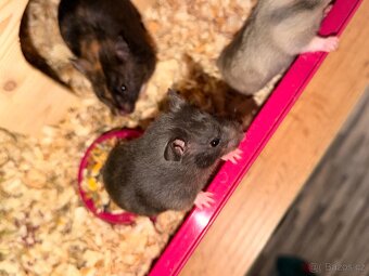 Křeček syrský - 12