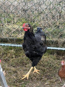 Prodám kohouta - 12