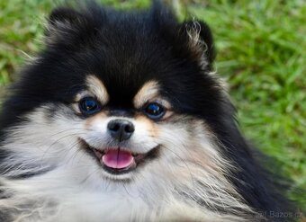 Pomeranian - 12
