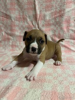 Americký stafordšírský teriér - 12