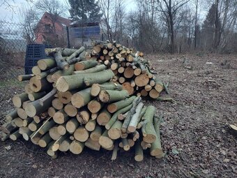 Třešeň - dřevo na uzení - 12