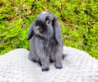 Zakrslý beránek, králíček, králík - ELLA - 12