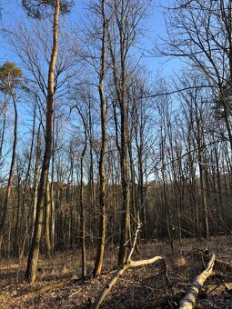 Prodám lesní pozemky v k.ú. Radouň Mělnické Vtelno - 12