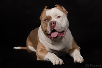 American bully - krytí - 12