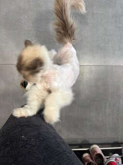 Kocour Ragdoll s PP, 3letý, zdravý, čistotný, mazlivý, kastr - 12