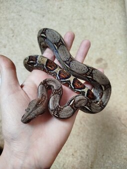 Hroznýš Královský (boa constrictor) - 12